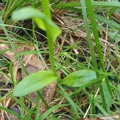 Pterostylis foliata