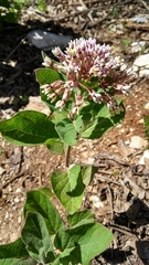 Asclepias otarioides