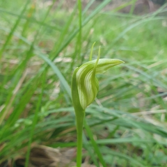 Pterostylis foliata