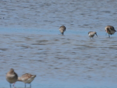Calidris tenuirostris