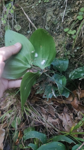Image of Ruscus streptophyllus by (c) Vítor Jorge, some rights reserved (CC BY)