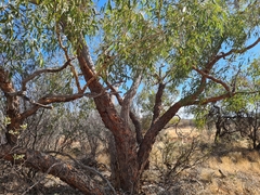Corymbia