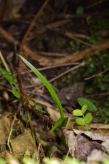 Pterostylis