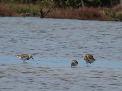 Calidris tenuirostris