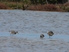 Calidris tenuirostris