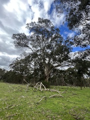 Eucalyptus leucoxylon connata
