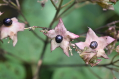 Clerodendrum infortunatum