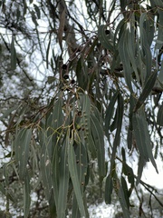 Eucalyptus leucoxylon connata