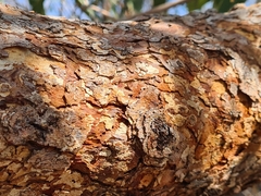 Corymbia