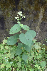 Clerodendrum infortunatum