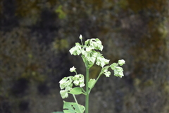 Clerodendrum infortunatum