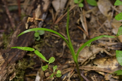 Pterostylis