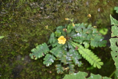Biophytum sensitivum