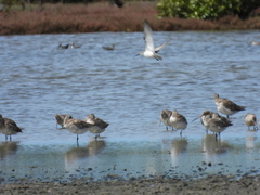 Calidris tenuirostris