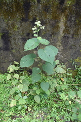 Clerodendrum infortunatum