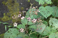 Clerodendrum infortunatum