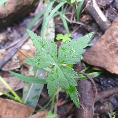 Hydrocotyle geraniifolia