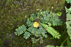 Biophytum sensitivum