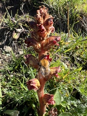 Orobanche gracilis