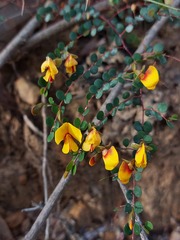 Bossiaea lenticularis