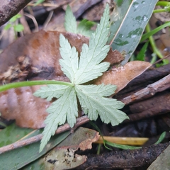 Hydrocotyle geraniifolia