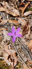 Glossodia minor