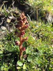 Orobanche gracilis