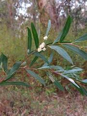 Acacia saliciformis