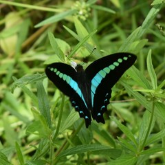 Graphium teredon