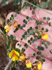 Bossiaea lenticularis