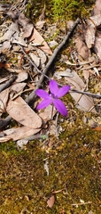 Glossodia minor
