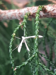 Platyptilia celidotus