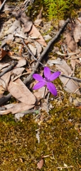 Glossodia minor