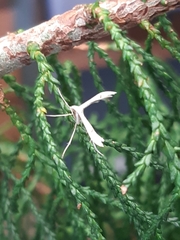 Platyptilia celidotus