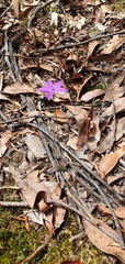 Glossodia minor