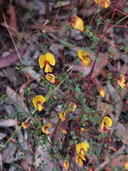 Bossiaea lenticularis