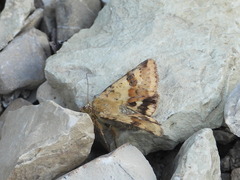 Heliothis viriplaca