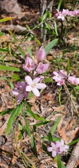 Eriostemon australasius