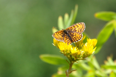 Melitaea
