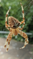 Araneus pallidus