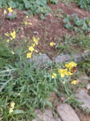 Diplotaxis tenuifolia