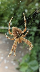 Araneus pallidus