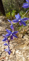 Thelymitra ixioides