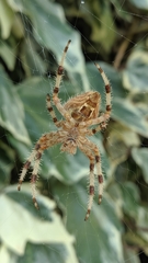Araneus pallidus
