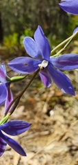 Thelymitra ixioides