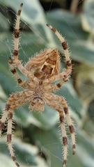 Araneus pallidus