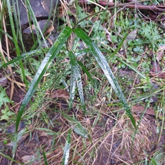 Parsonsia brownii