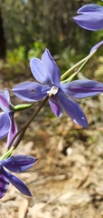 Thelymitra ixioides
