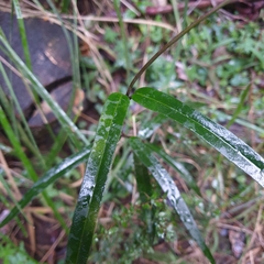 Parsonsia brownii