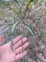 Acacia maidenii